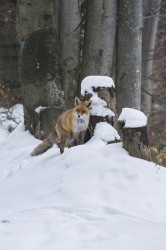 Red, Fox, Vulpes, vulpes