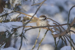 Grey-headed, Chickadee, Poecile, cinctus, Varanger, winter