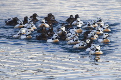 Steller's, Eider, Polysticta, stelleri, Varanger, winter