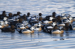 Steller's, Eider, Polysticta, stelleri, Varanger, winter