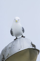 Black-legged, Kittiwake, Rissa, tridactyla, Varanger, winter