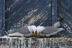 Black-legged, Kittiwake, Rissa, tridactyla, Varanger, winter