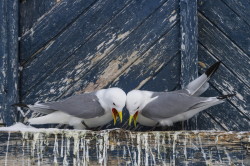 Black-legged, Kittiwake, Rissa, tridactyla, Varanger, winter