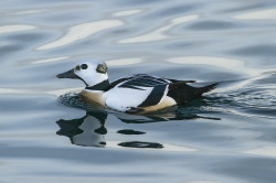 Steller's, Eider, Polysticta, stelleri, Varanger, winter