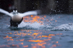 Common, Eider, Somateria, mollissima, Varanger, winter