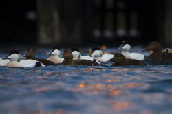 Common, Eider, Somateria, mollissima, Varanger, winter