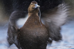 Edredon, Somateria, mollissima, kaczka, mikkopir, Varanger, zima, ptaki