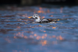 Long-tailed, Duck, Clangula, hyemalis, Varanger, winter