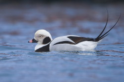 Lodwka, Clangula, hyemalis, kaczka, Varanger, zima, ptaki