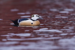 Steller's, Eider, Polysticta, stelleri, Varanger, winter