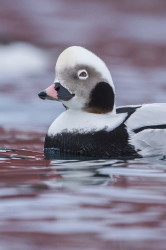 Lodwka, Clangula, hyemalis, kaczka, Varanger, zima, ptaki