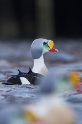 King, Eider, Somateria, spectabilis, Varanger, winter