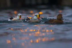 King, Eider, Somateria, spectabilis, Varanger, winter