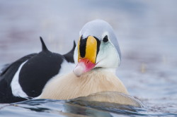 King, Eider, Somateria, spectabilis, Varanger, winter