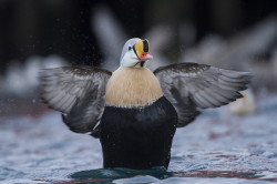 King, Eider, Somateria, spectabilis, Varanger, winter