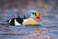 King, Eider, Somateria, spectabilis, Varanger, winter