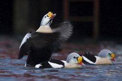 King, Eider, Somateria, spectabilis, Varanger, winter