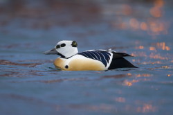 Steller's, Eider, Polysticta, stelleri, Varanger, winter