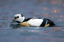 Steller's, Eider, Polysticta, stelleri, Varanger, winter