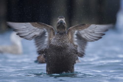 Edredon, Somateria, mollissima, kaczka, mikkopir, Varanger, zima, ptaki