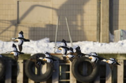 Steller's, Eider, Polysticta, stelleri, Varanger, winter