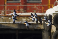 Steller's, Eider, Polysticta, stelleri, Varanger, winter