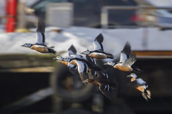 Steller's, Eider, Polysticta, stelleri, Varanger, winter