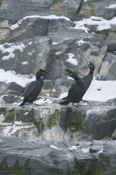 Kormoran, czubaty, Phalacrocorax, aristotelis, Varanger, zima, ptaki