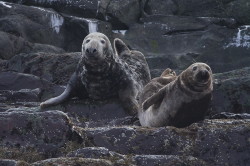 Foka, szara, Halichoerus, grypus, Varanger, zima, ssaki