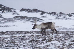 Renifer, Rangifer, tarandus, ren, caribou, Varanger, zima, ssaki