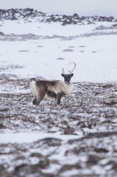 Reindeer, Rangifer, tarandus, ren, caribou, Varanger, winter