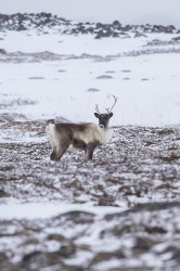 Renifer, Rangifer, tarandus, ren, caribou, Varanger, zima, ssaki