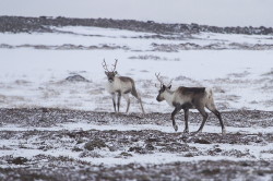 Reindeer, Rangifer, tarandus, ren, caribou, Varanger, winter