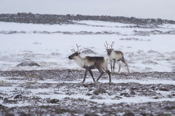 Renifer, Rangifer, tarandus, ren, caribou, Varanger, zima, ssaki