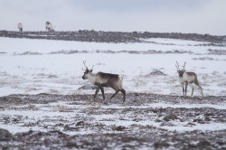 Renifer, Rangifer, tarandus, ren, caribou, Varanger, zima, ssaki