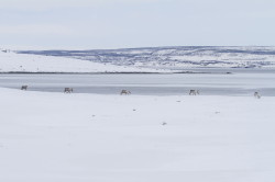 Reindeer, Rangifer, tarandus, ren, caribou, Varanger, winter