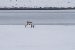 Renifer, Rangifer, tarandus, ren, caribou, Varanger, zima, ssaki