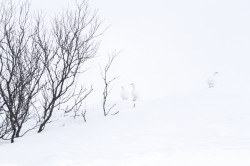 Willow, Ptarmigan, Lagopus, lagopus, Varanger, winter