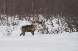 Renifer, Rangifer, tarandus, ren, caribou, Varanger, zima, ssaki