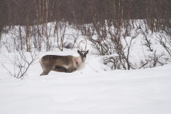 Renifer, Rangifer, tarandus, ren, caribou, Varanger, zima, ssaki