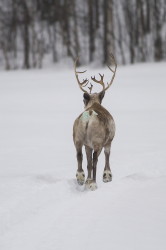 Renifer, Rangifer, tarandus, ren, caribou, Varanger, zima, ssaki