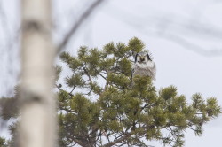 Northern, Hawk, Owl, Surnia, ulula, Varanger, winter