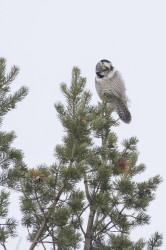 Northern, Hawk, Owl, Surnia, ulula, Varanger, winter