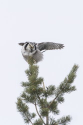 Northern, Hawk, Owl, Surnia, ulula, Varanger, winter