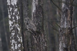 Great, Grey, Strix, nebulosa, Lapland, Owl