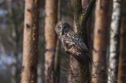 Great, Grey, Strix, nebulosa, Lapland, Owl