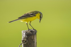 Yellow, Wagtail, Motacilla, flava