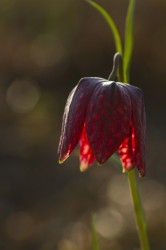 Szachownica, kostkowata, Fritillaria, meleagris