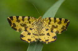 Pseudopanthera, macularia, Speckled, Yellow, moth, lepidoptera