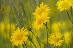 Kozibrd, kowy, Tragopogon, pratensis